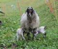 Nachwuchs bei den Steinschafen