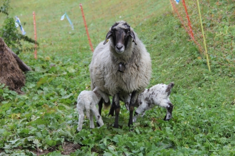 Nachwuchs bei den Steinschafen